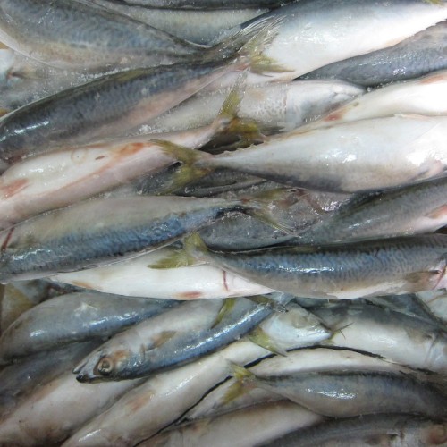 Pacific mackerel